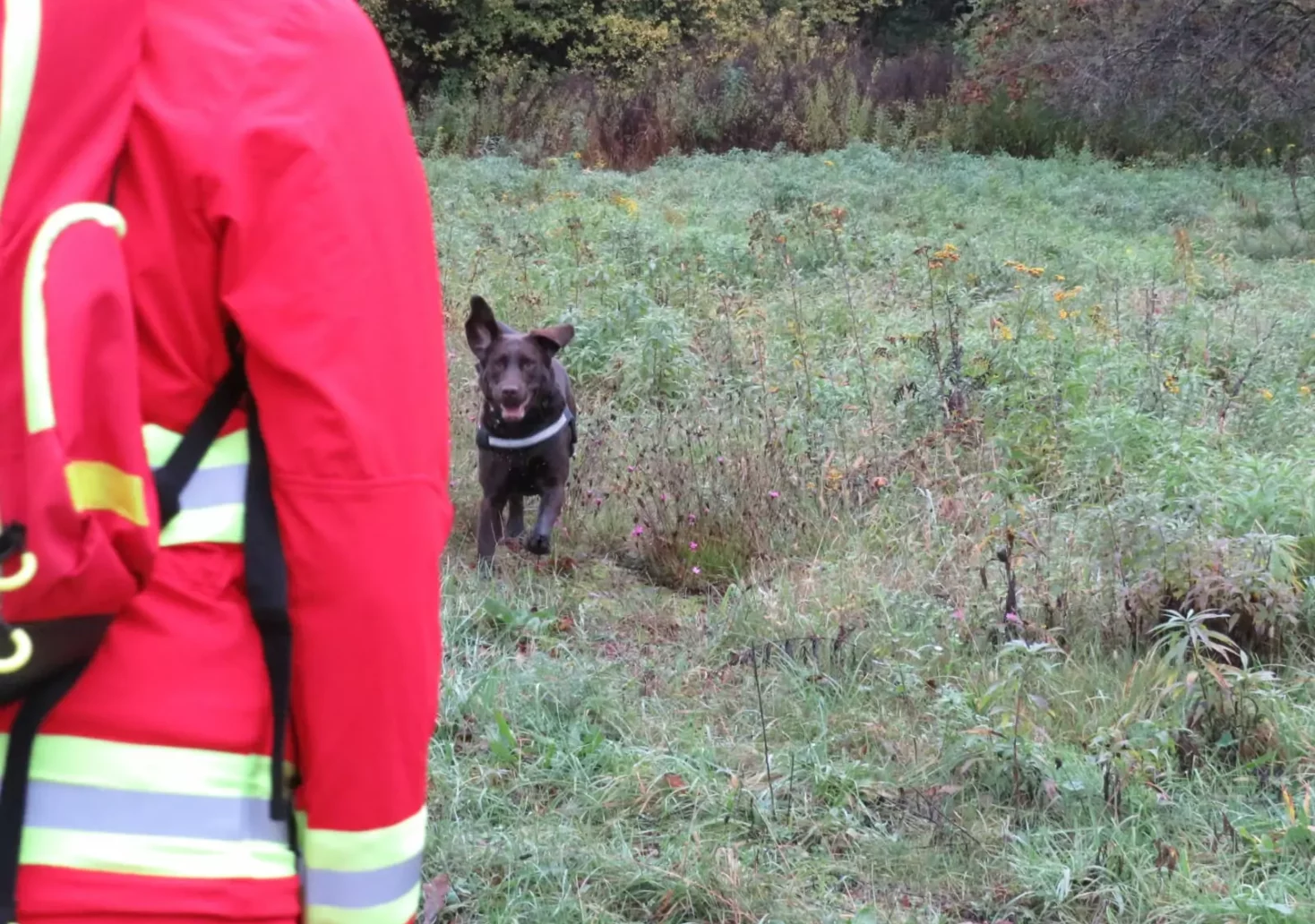 Ein Bild zeigt einen Suchhund der österreichischen Rettungshundebrigade