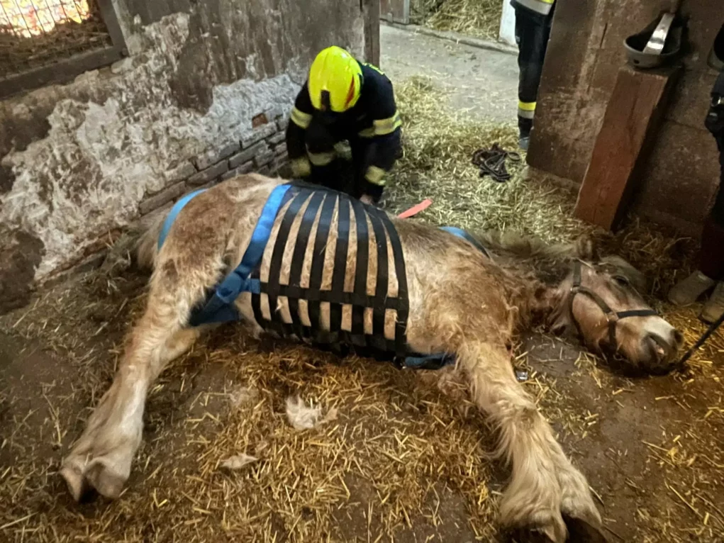 Tier in Not: Feuerwehr rettete Pferd aus misslicher Lage