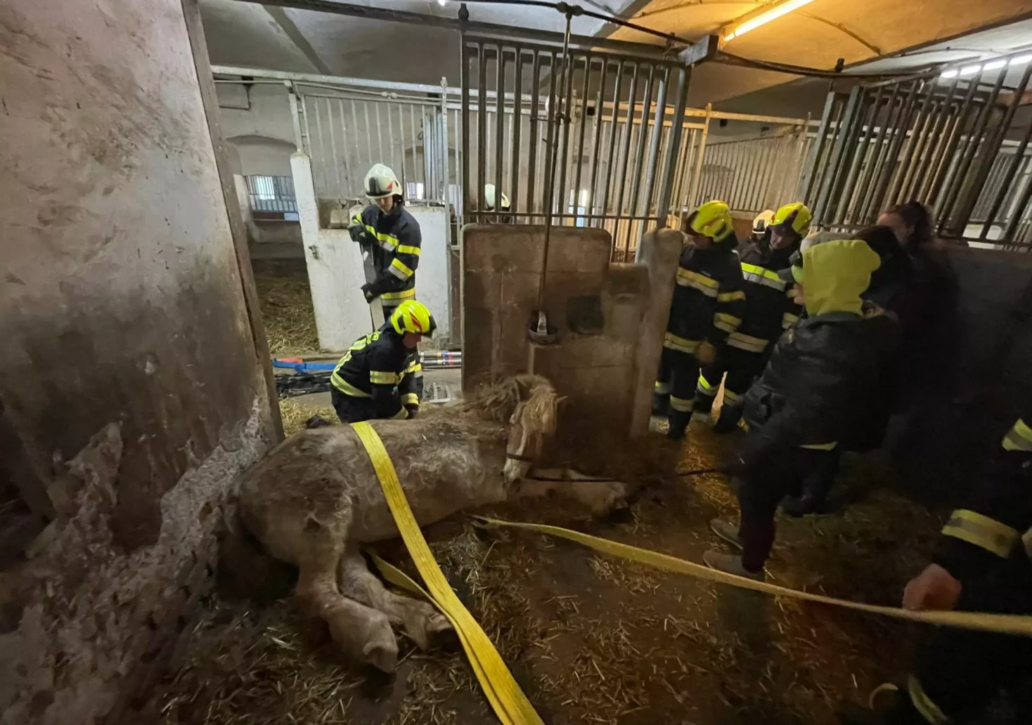 Tier in Not: Feuerwehr rettete Pferd aus misslicher Lage