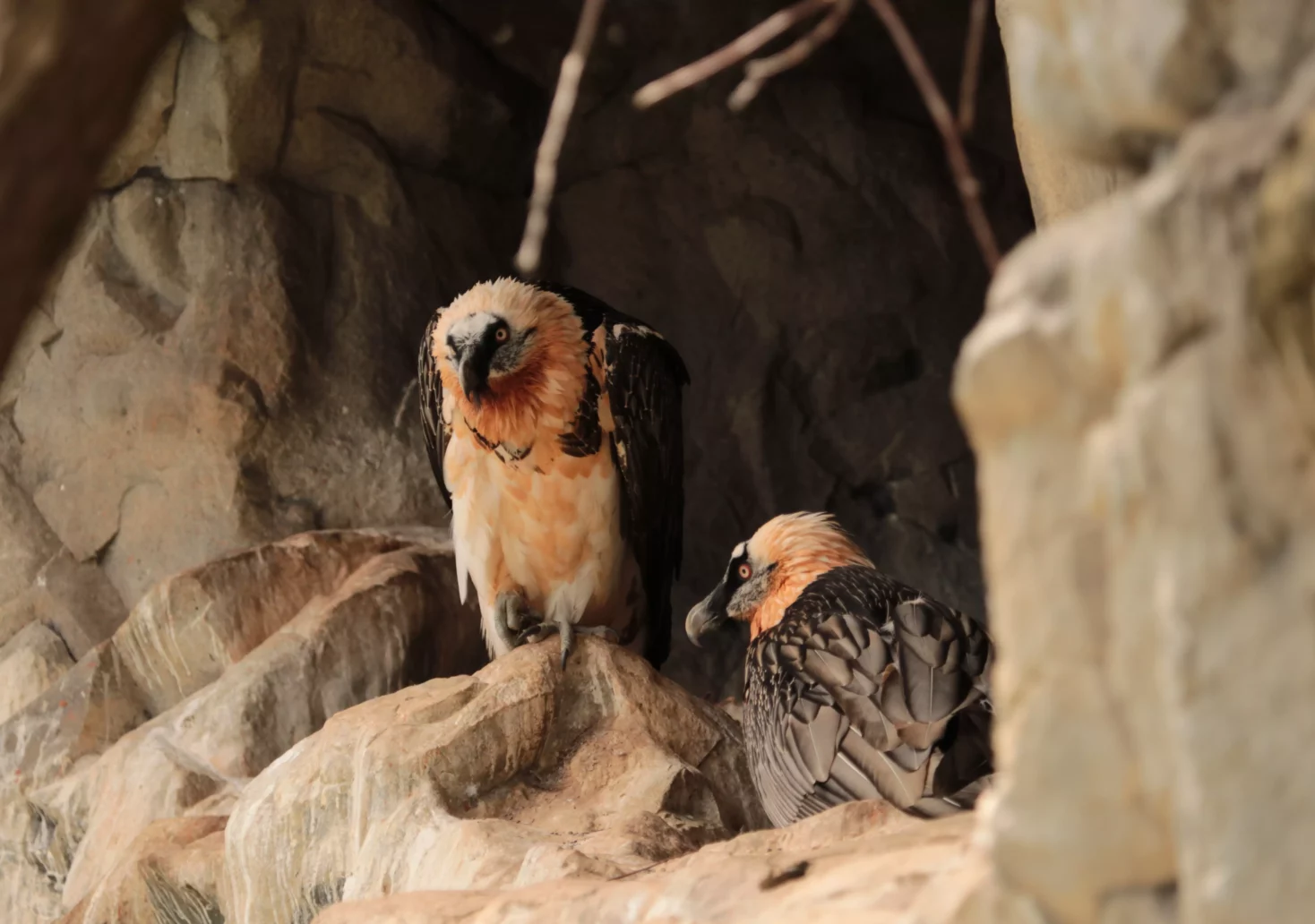 Foto in Beitrag von 5min.at: Zu sehen sind die brütenden Bartgeier im Nationalpark Hohe Tauern.