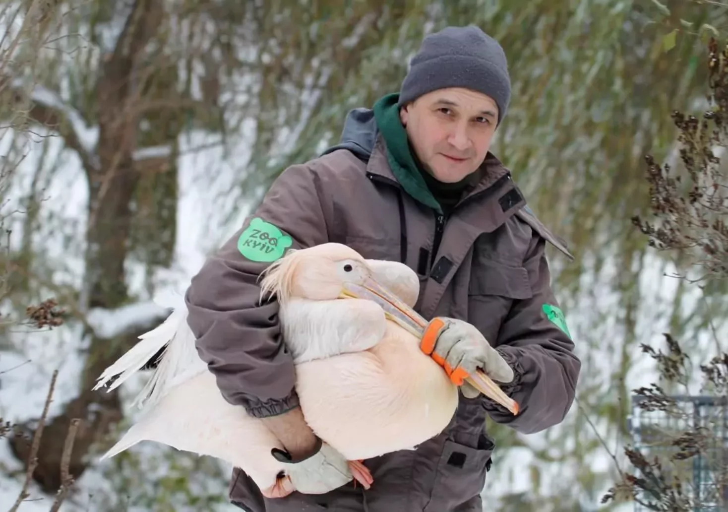 Tierische Solidarität: Schönbrunn und Innsbruck unterstützen Zoo in Kiew