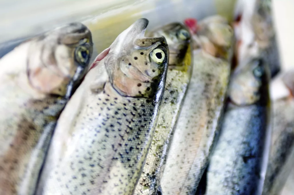 Fasten mit Fisch: Hohe Nachfrage, doch Fischräuber gefährden Teichwirte