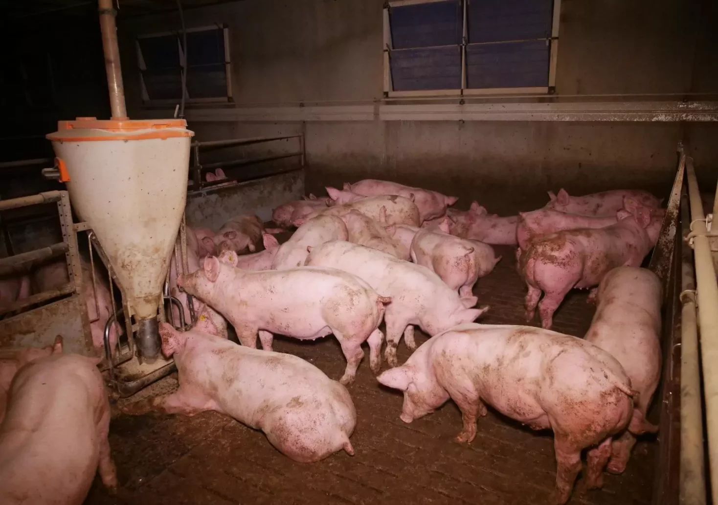 Tierquälerei-Verdacht in steirischem Schweinebetrieb