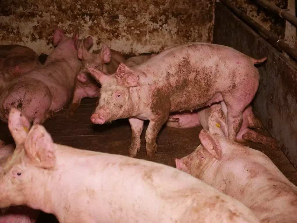 Tierquälerei-Verdacht in steirischem Schweinebetrieb