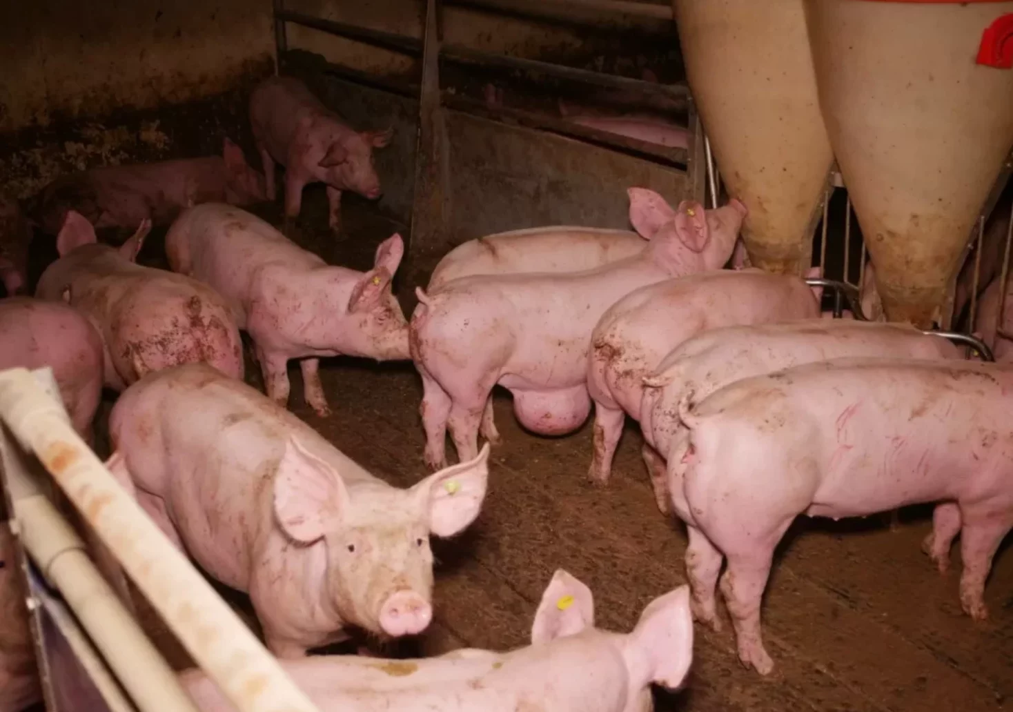 Fotos auf 5min.at zeigt Schweine, die auf Vollspaltenböden gehalten werden.