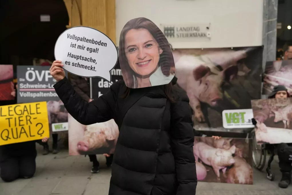 Nach Skandal in Schweinebetrieb: Tierschützer protestieren in Graz
