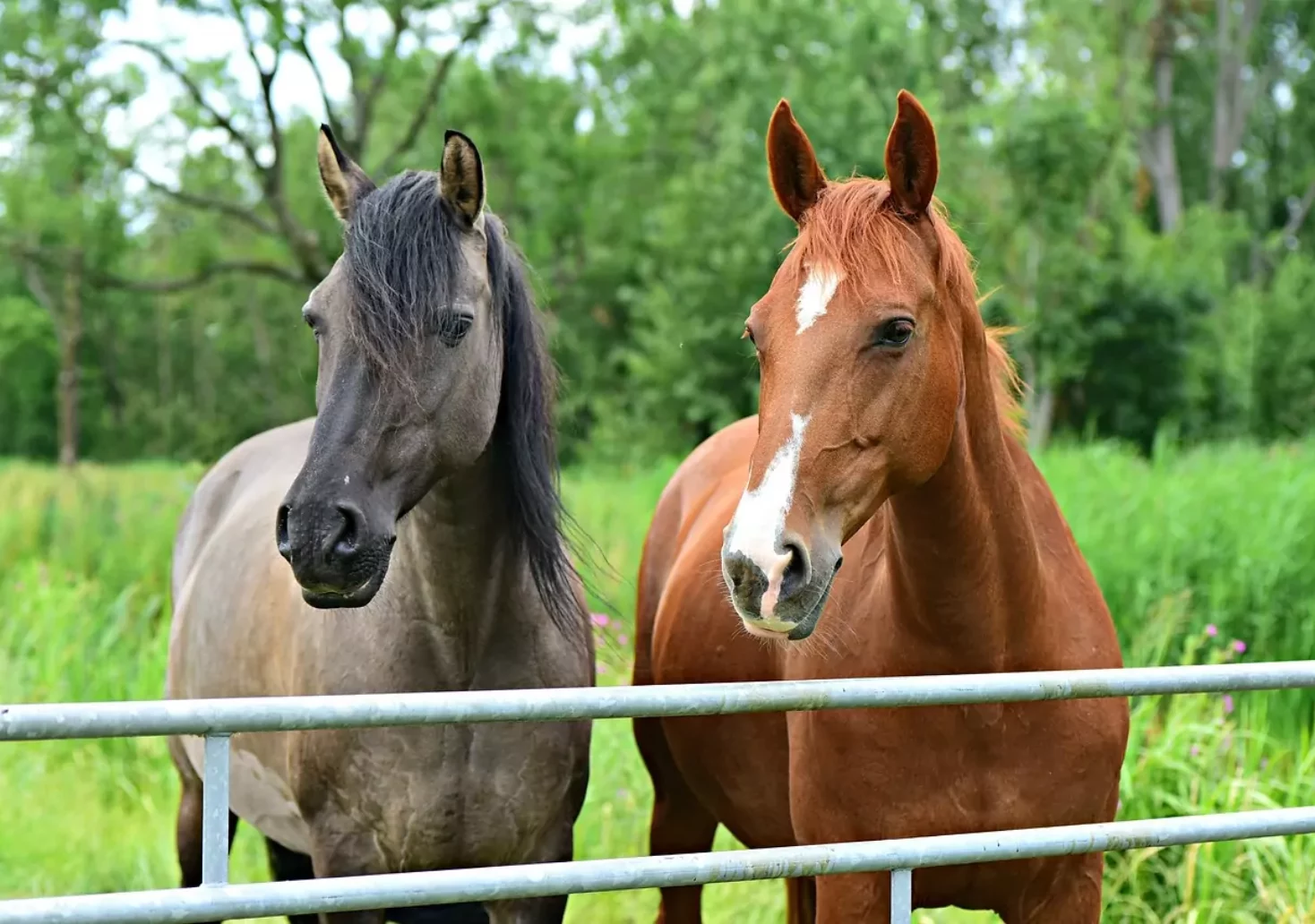 Pferde misshandelt: Kärntner wegen Tierquälerei vor Gericht