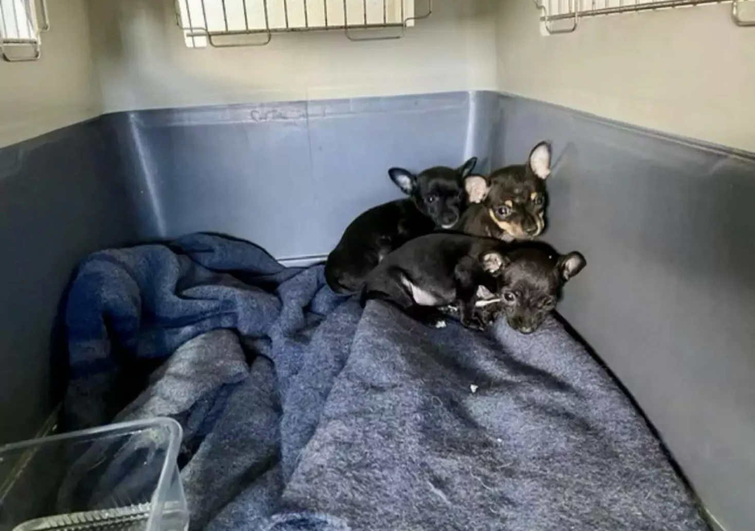 Foto in Beitrag von 5min.at: Zu sehen sind die drei Hundewelpen in ihrem Käfig.