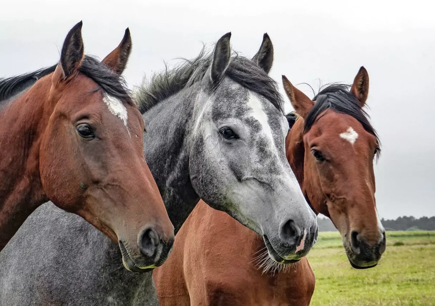 Foto in Beitrag von 5min.at: Zu sehen sind drei Pferde auf einer Wiese.
