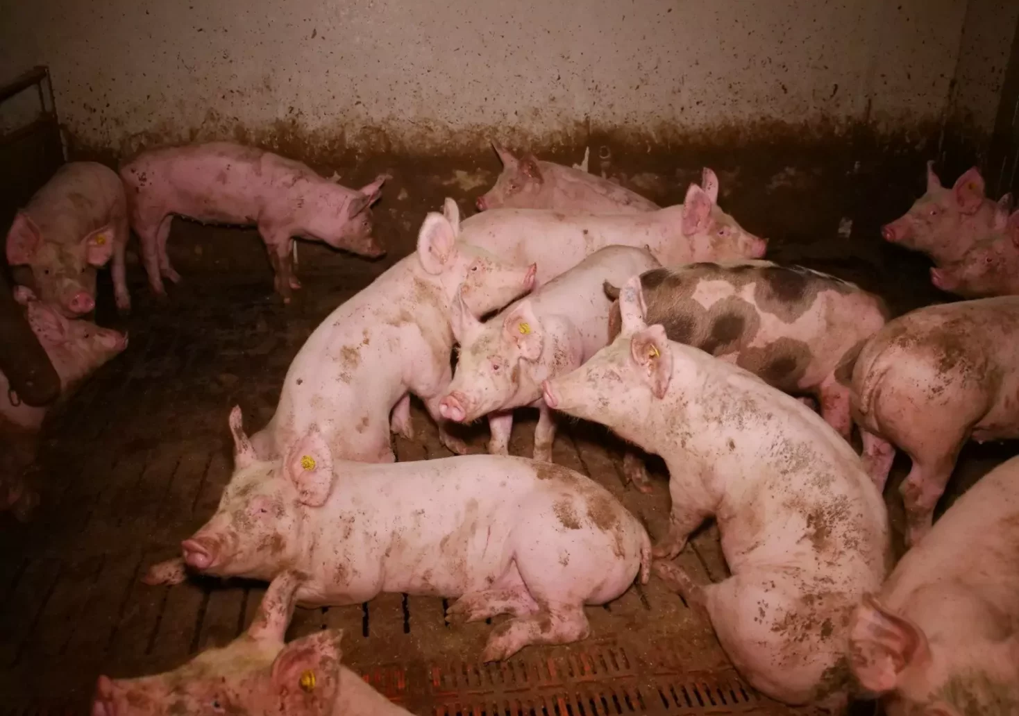 Tierquälerei? Erneute Anzeige gegen Weizer Schweinezucht
