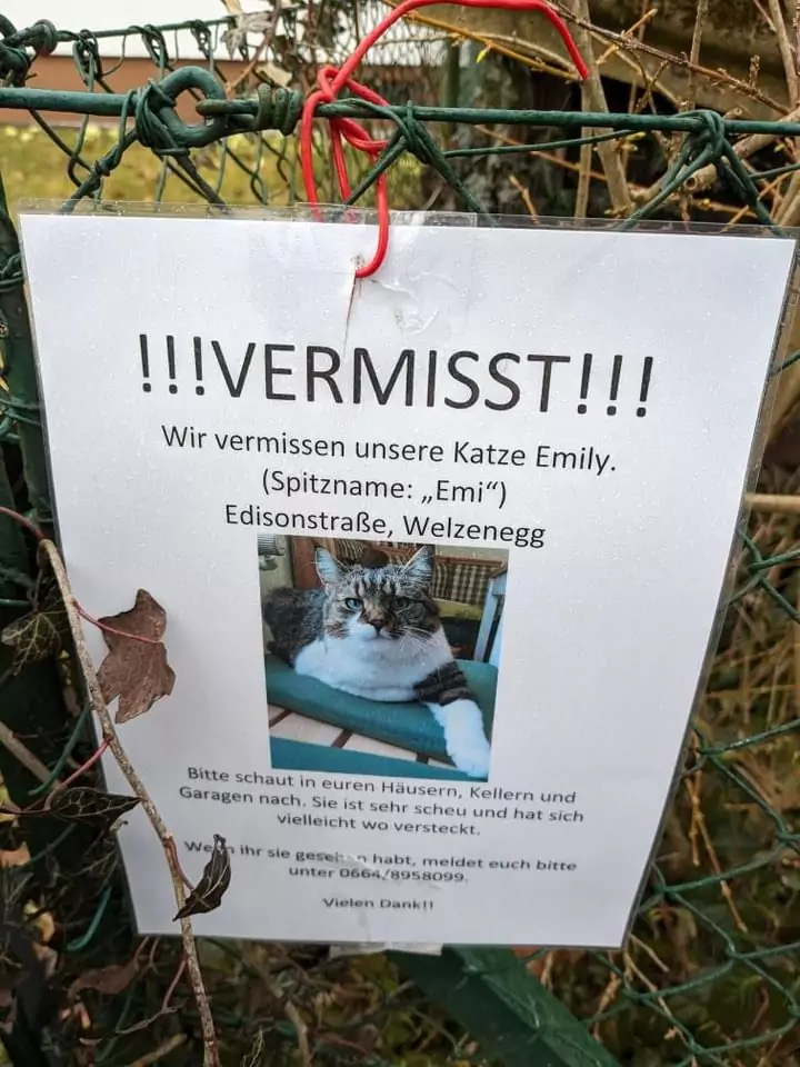 Leserin warnt: „In Welzenegg verschwinden immer mehr Katzen“