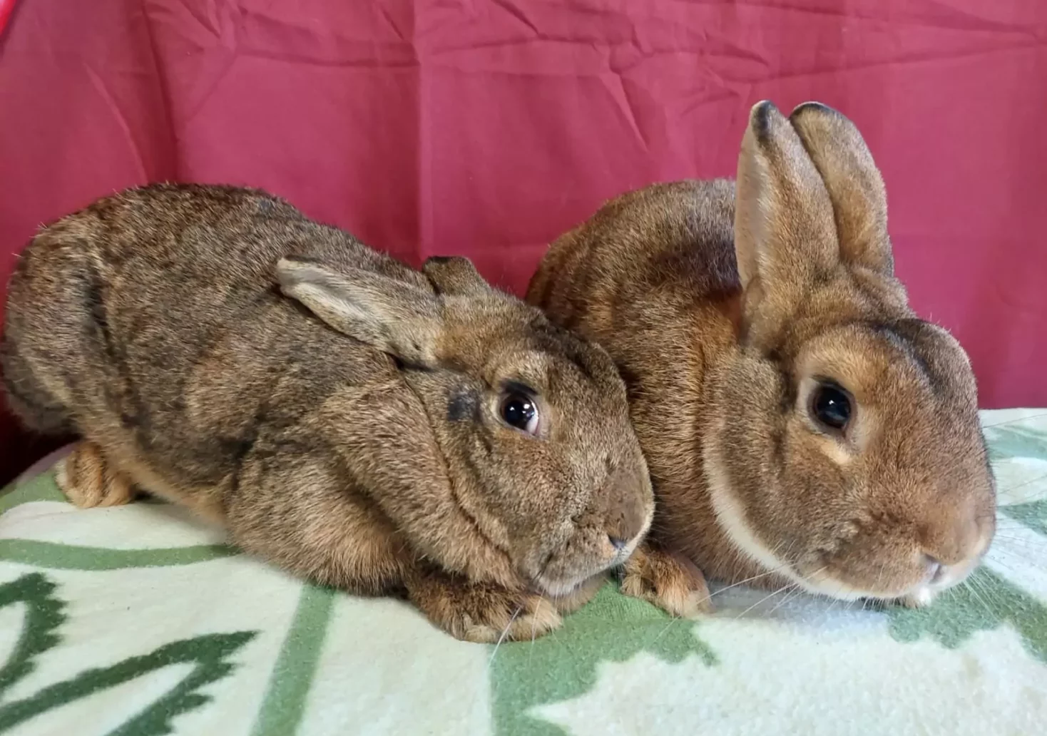 Kaninchen einfach ausgesetzt? Pfotenhilfe sucht nach Besitzern