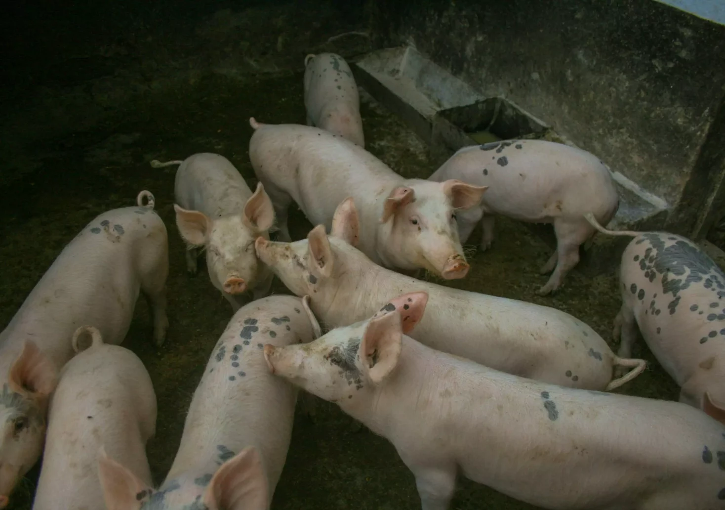 45 Schweine qualvoll verendet: Unbekannte blockierten Stallbelüftung