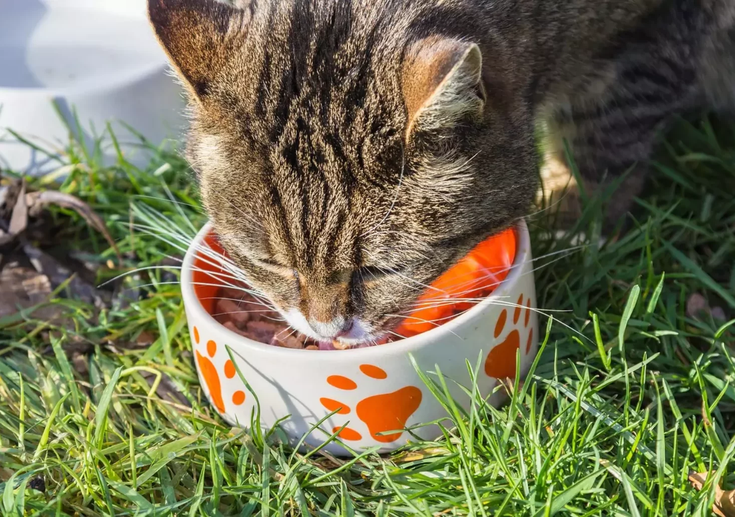 Wegen Salmonellen: Dieses Katzen-Futter wird nun zurückgerufen
