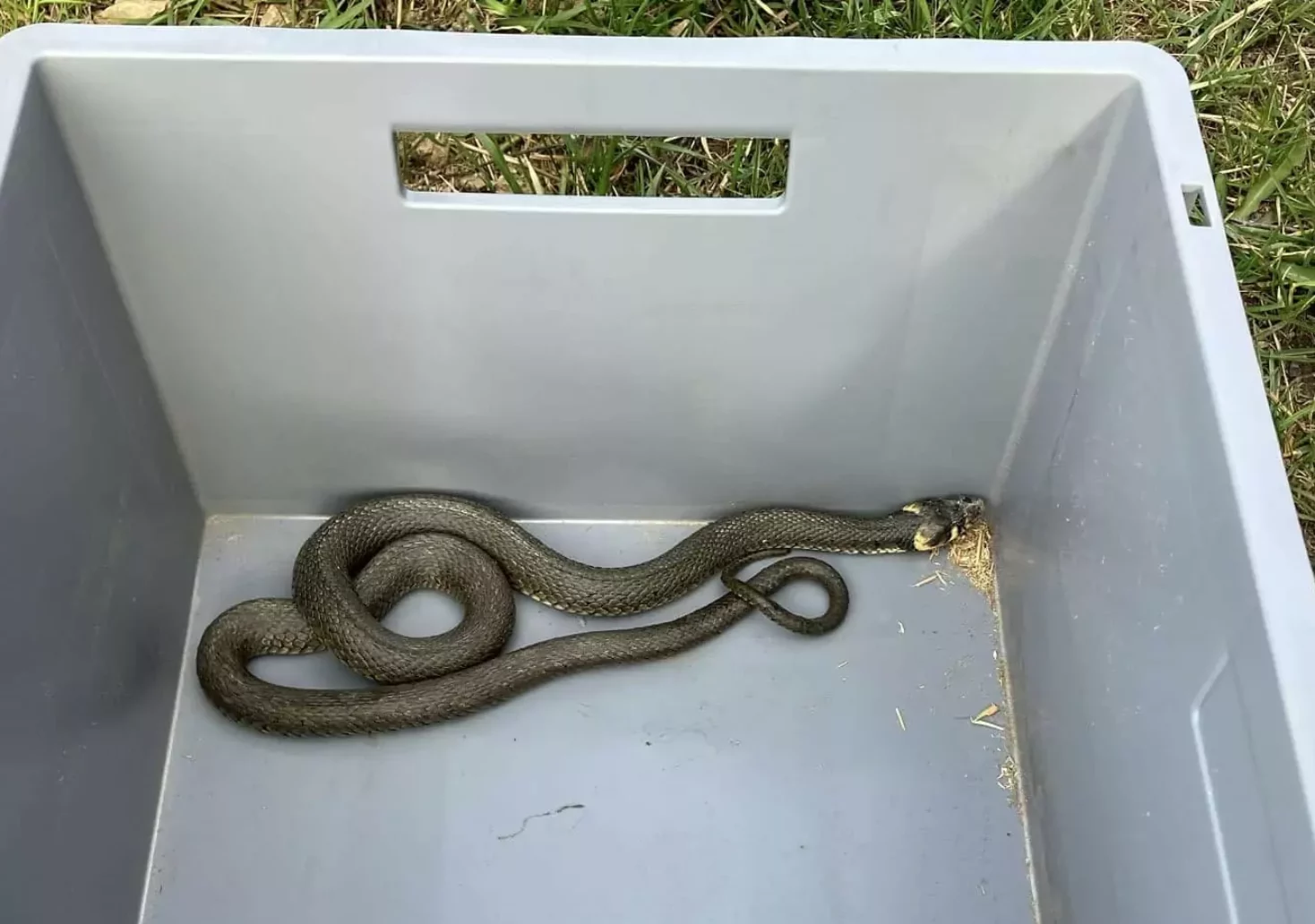 Natter in Not: Schlange hatte sich auf Terrasse verirrt