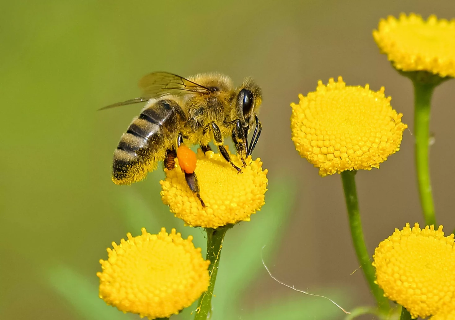 Bienen sind gefährdet: Das raten Forscher der Uni Graz zu ihrem Schutz