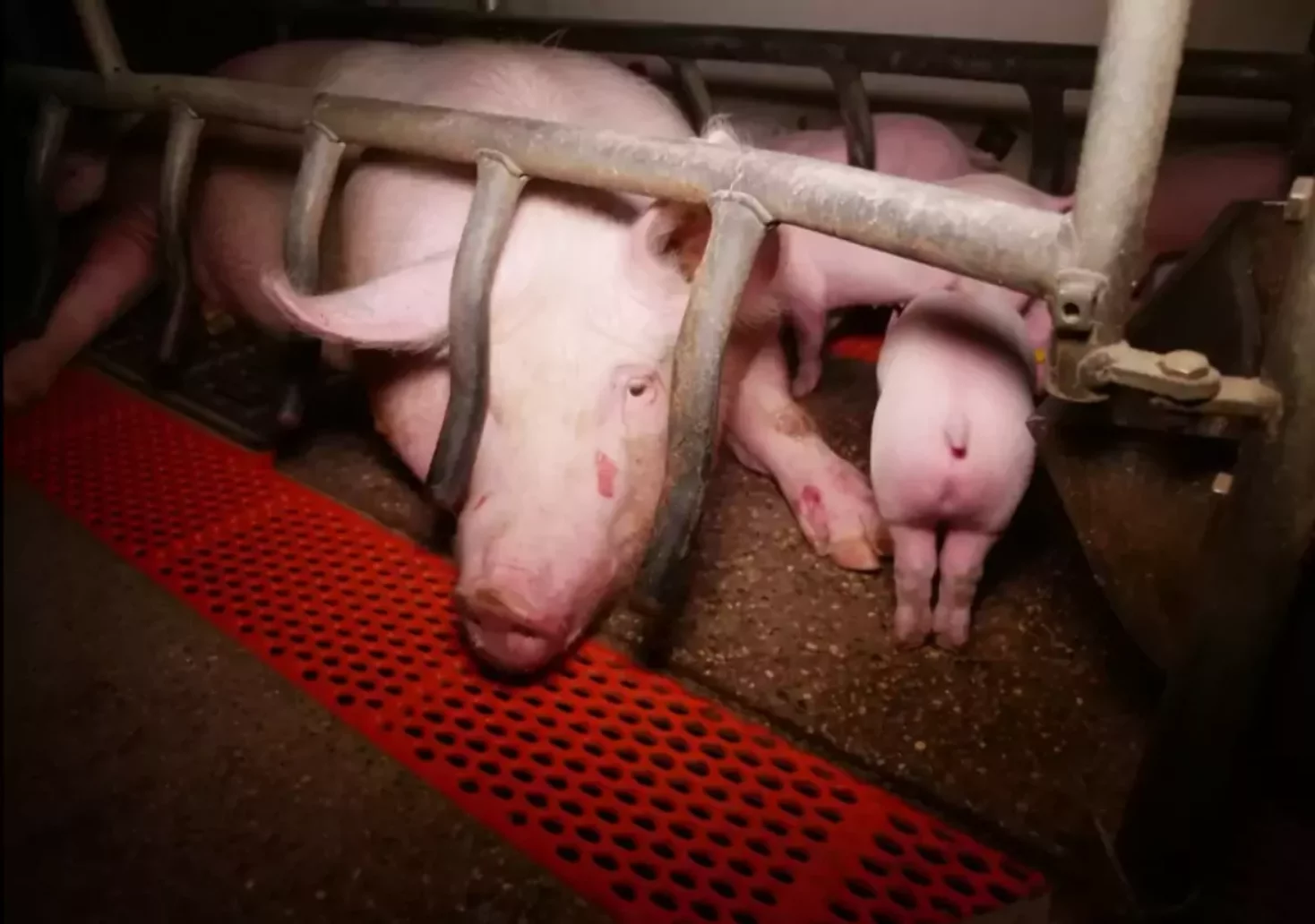 Tierquälerei? Erneute Anzeige gegen Weizer Schweinezucht
