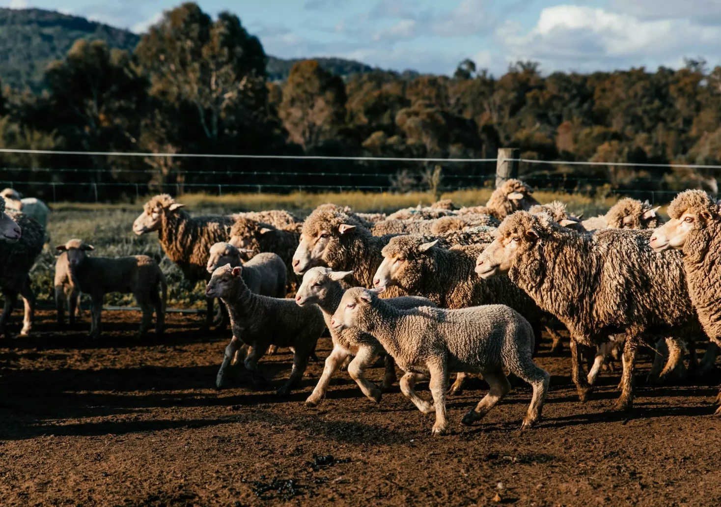 Landwirtin (64) will Schafe füttern, dann wird sie von Widder gestoßen