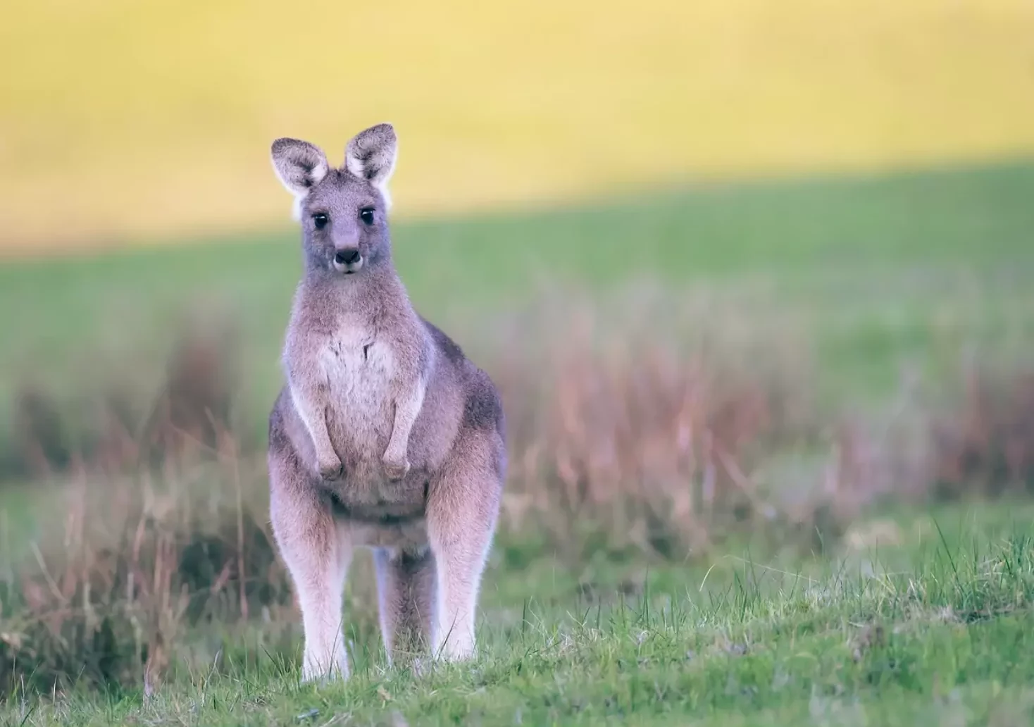 Überraschender Besuch: Känguru hoppelt durch Niederösterreich