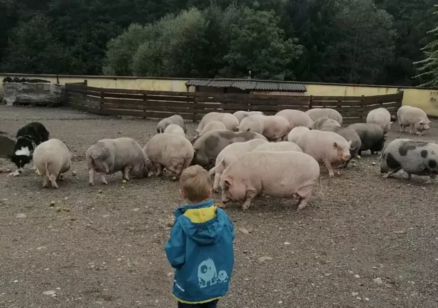 Ein Bild auf 5min.at zeigt einen Jungen, der eine Herde Schweine am Melcherhof betrachtet.