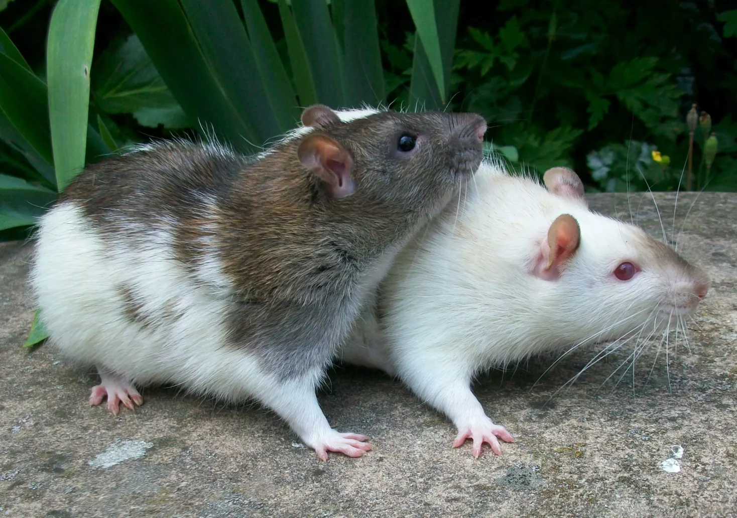 Gifteinsatz gegen Ratten: „Strategie ist ineffektiv“