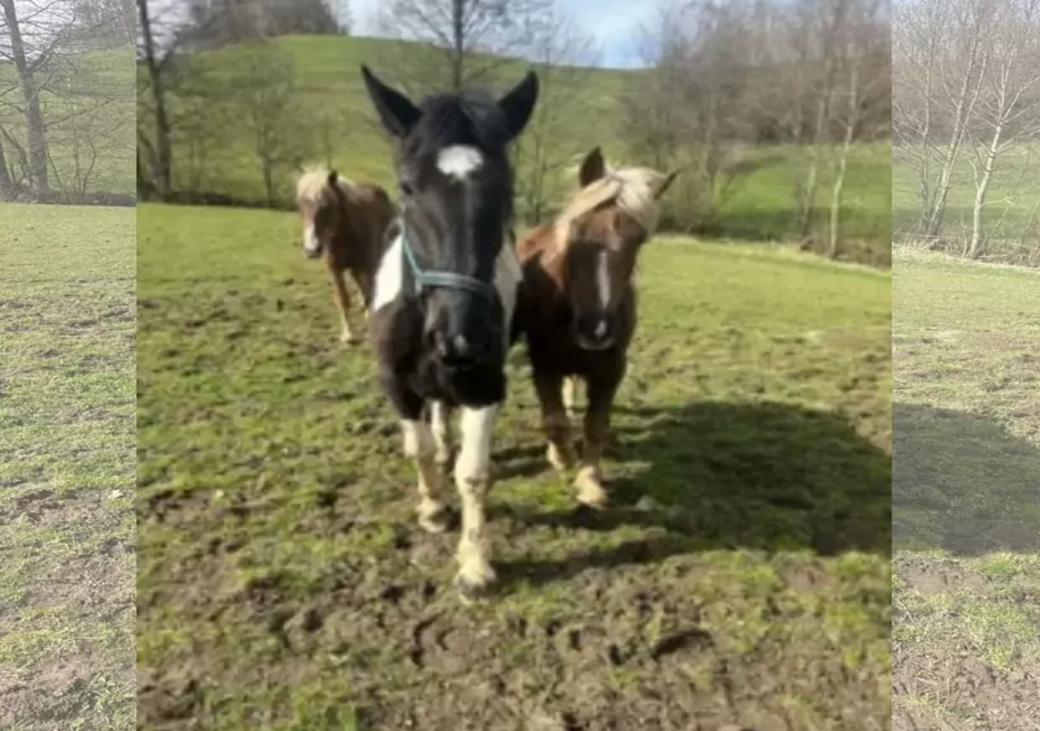Skandal bei Pferdezucht im Mühlviertel – wurden Tiere gequält?