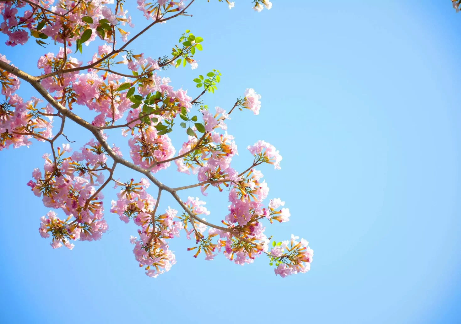 Ein Bild auf 5min.at zeigt den Zweig eines rosa blühenden Obstbaumes.