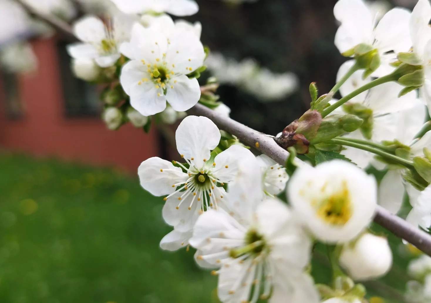 Ein Bild auf 5min.at zeigt weiße Kirschblüten im Frühling.