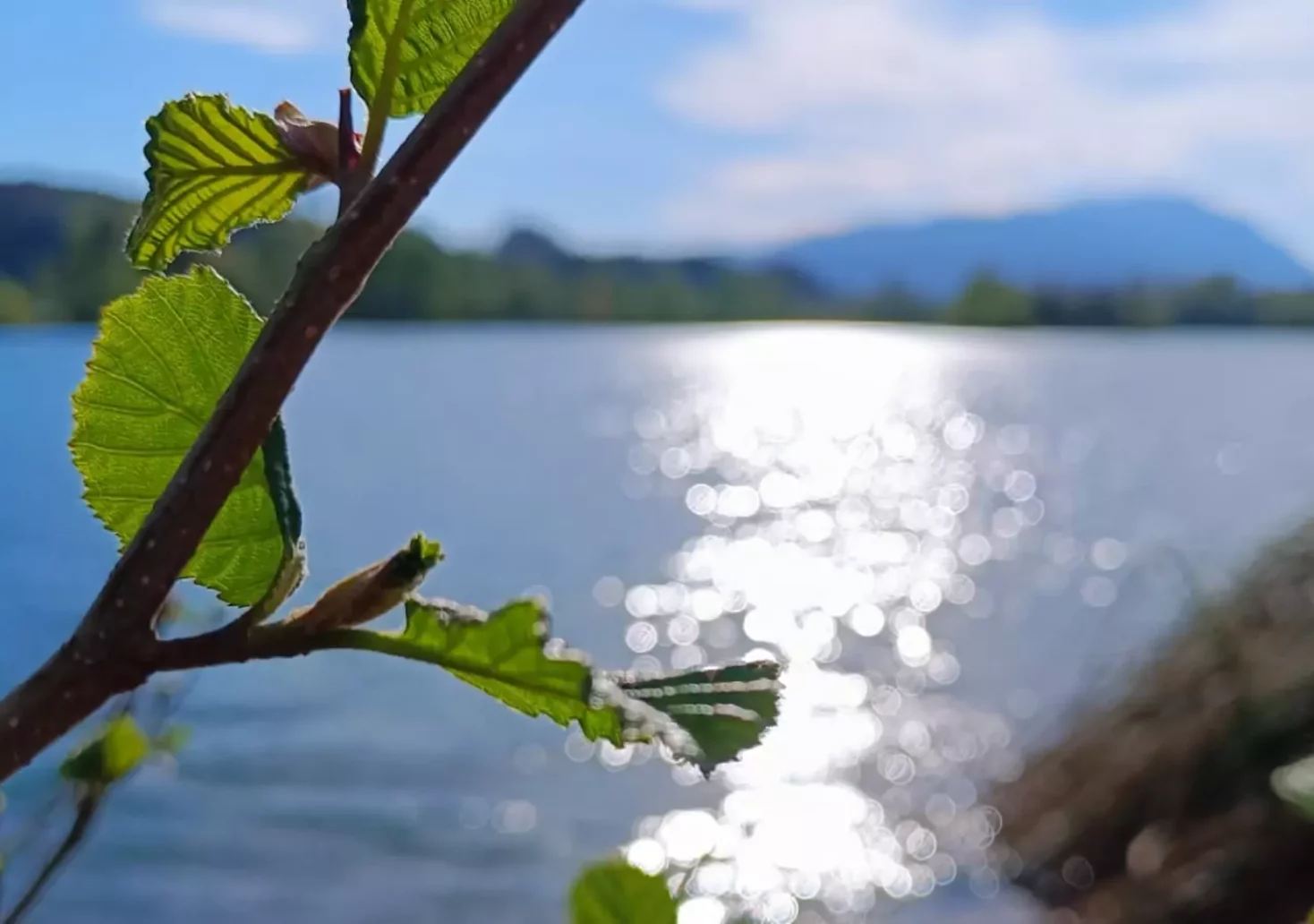 Ein Bild auf 5min.at zeigt ein grünes Blatt. Im Hintergrund glänzt der Silbersee in der Sonne.