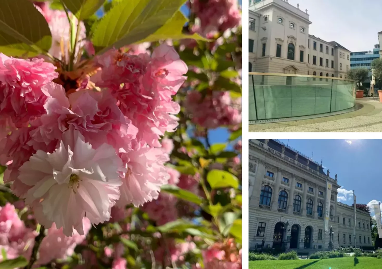 Bild auf 5min.at zeigt Kirschblüten, die Uni Graz und das Universalmuseum Joanneum