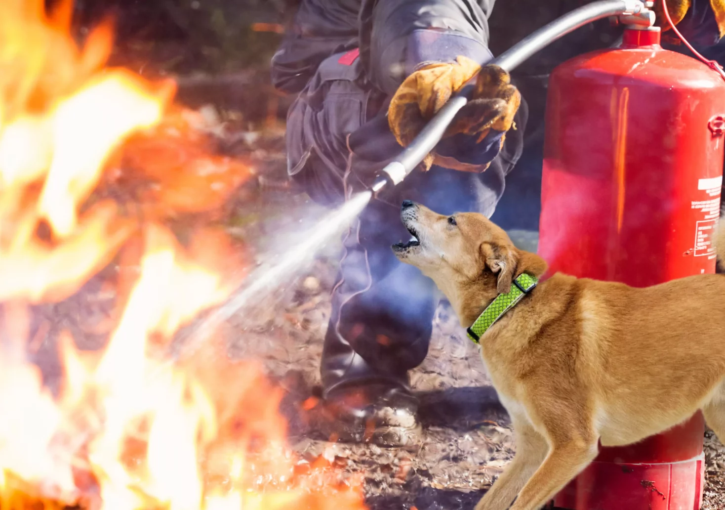 Foto auf 5min.at zeigt eine Bildmontage von einem bellenden Hund und einem Brand, welcher gerade gelöscht wird.