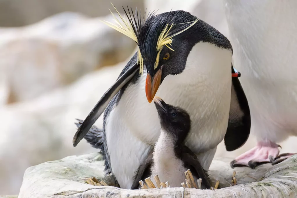 Wie süß! Baby-Pinguin erblickte das Licht der Welt
