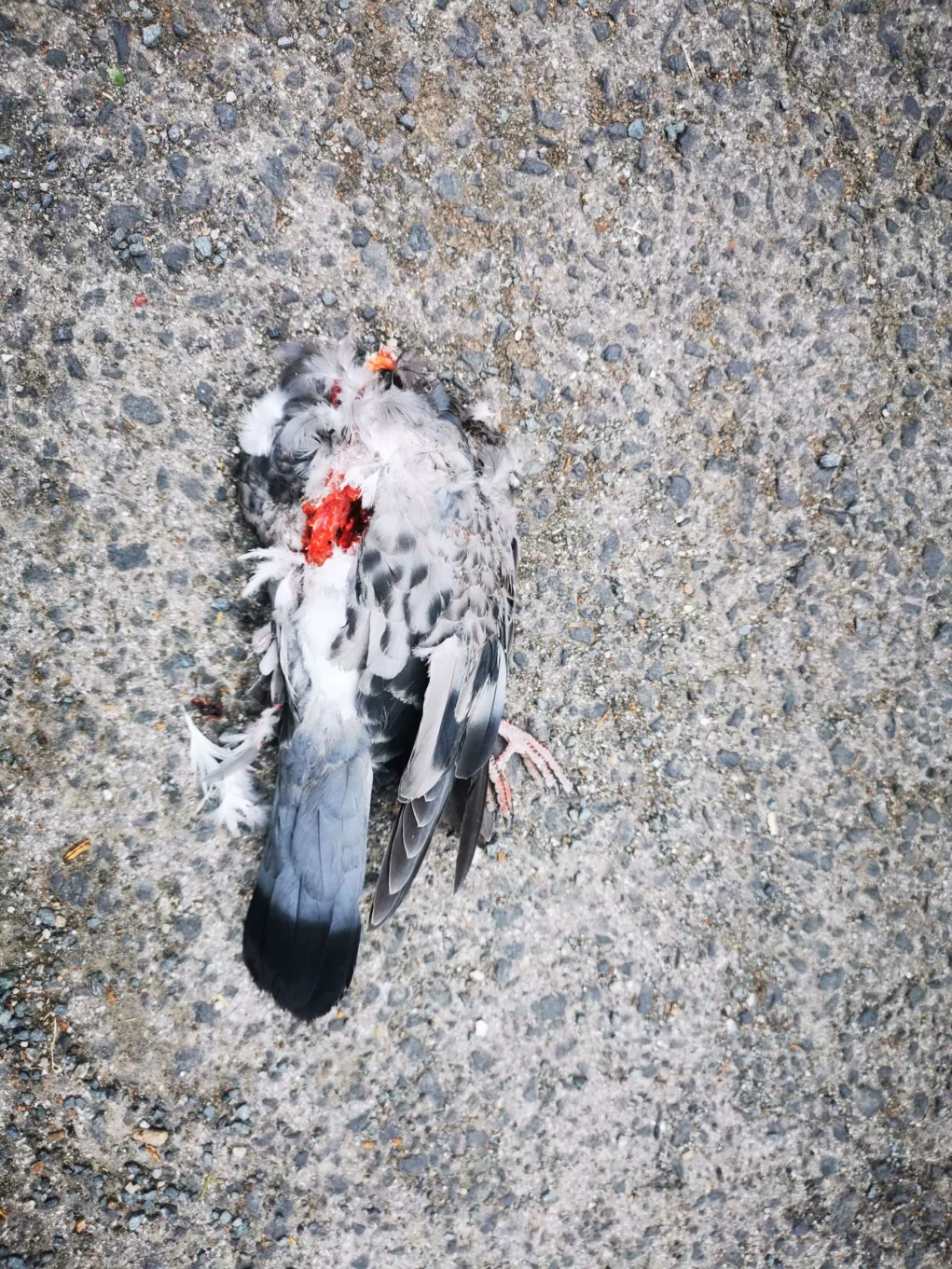 Das Bild auf 5min.at zeigt eine tote Taube am Boden liegend.