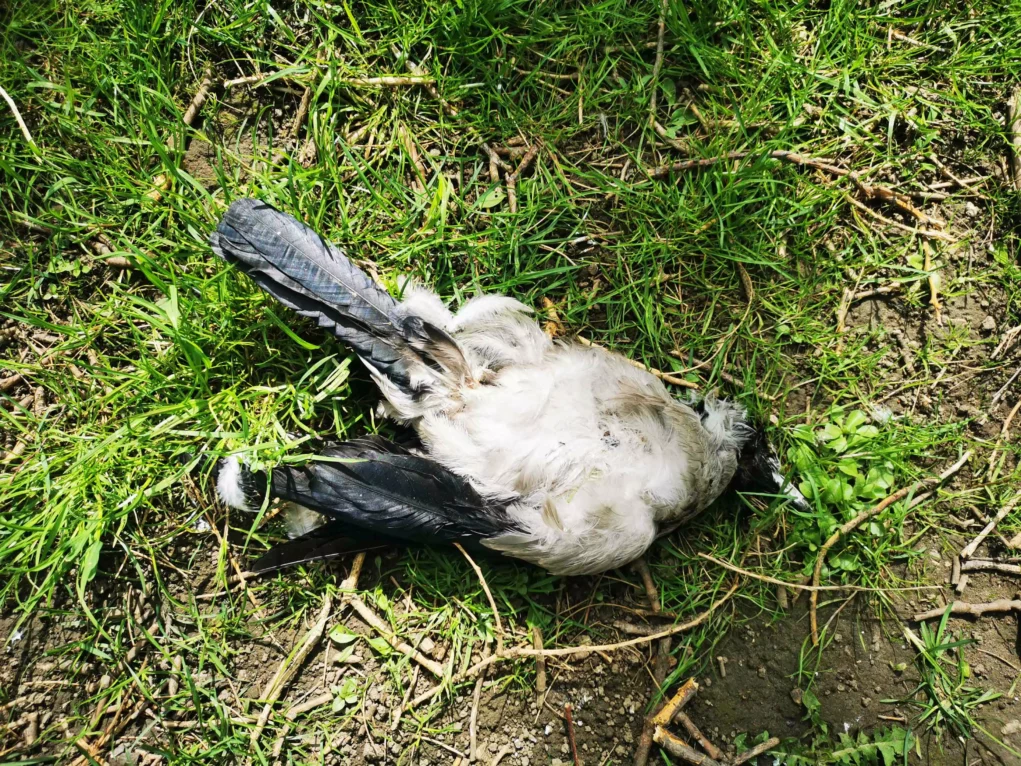 Das Bild auf 5min.at zeigt eine tote Taube im Gras liegend.