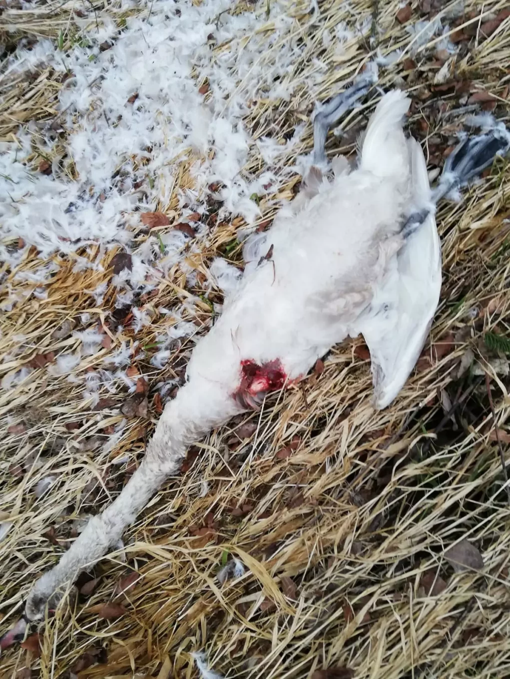 Bild auf 5min.at zeigt einen getöteten Schwan