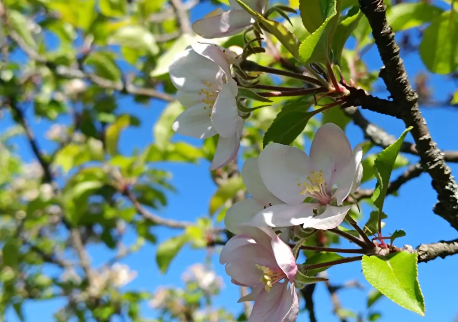 Ein Bild auf 5min.at zeigt Blüten eines Baumes.