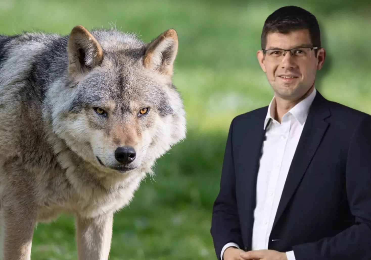Eine Bildmontage auf 5min.at zeigt einen Wolf und Landeshauptmann-Stellvertreter Martin Gruber.