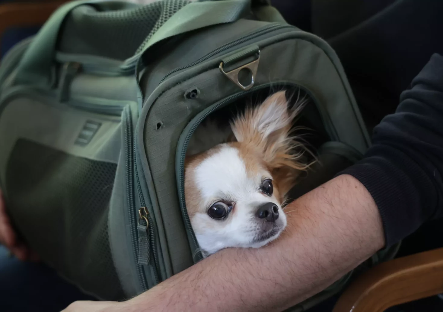 Das Bild auf 5min.at zeigt einen Chihuahua in einer Transportbox.