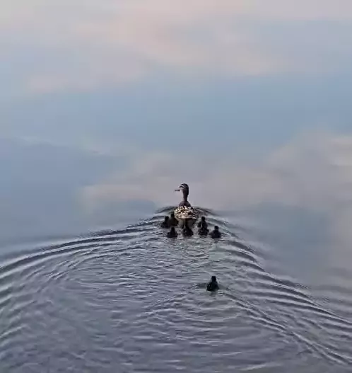 Bild auf 5min.at zeigt eine Entenfamilie.