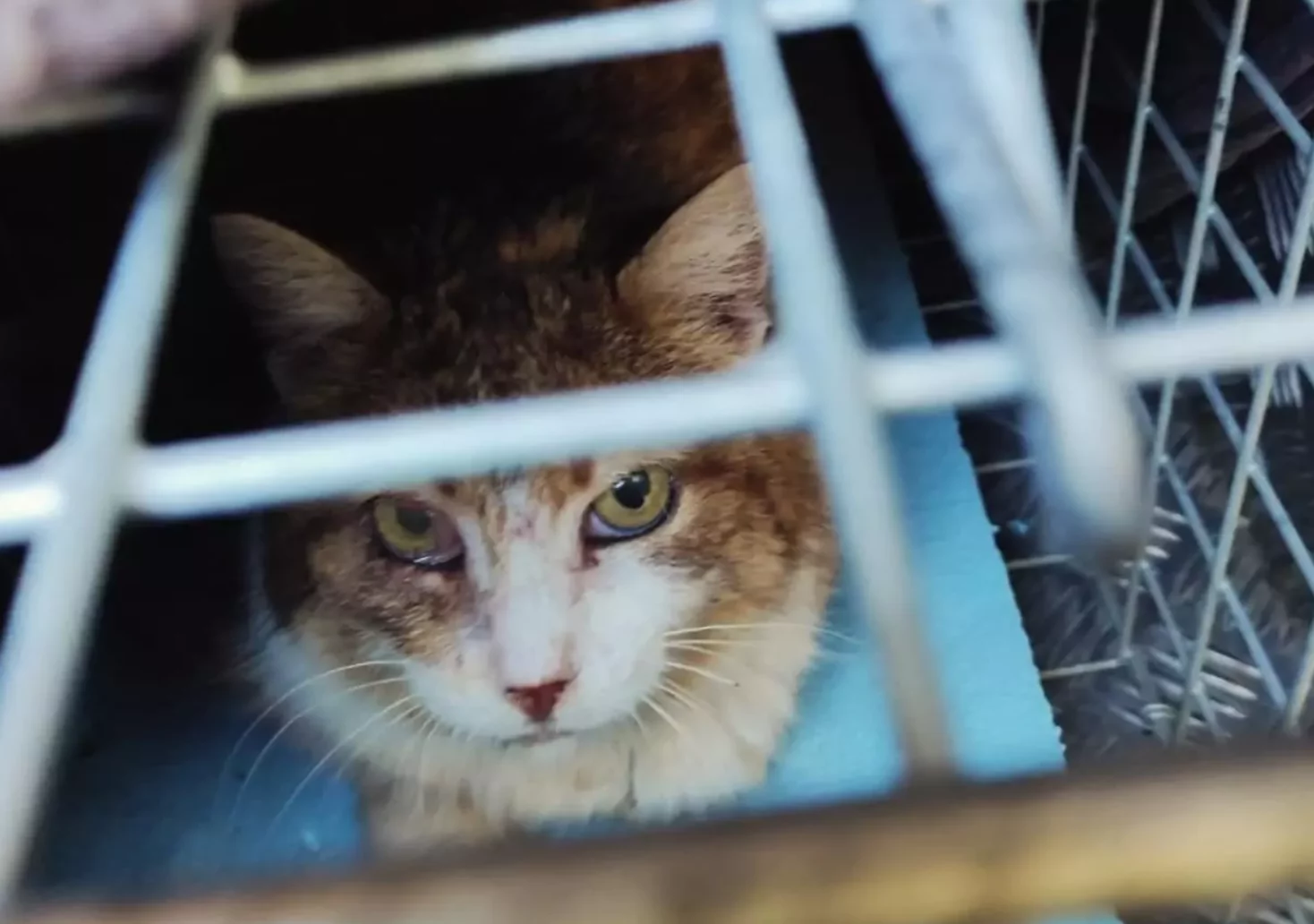 Tierrettung im Einsatz: Katze gerettet, verletzter Vogel versorgt