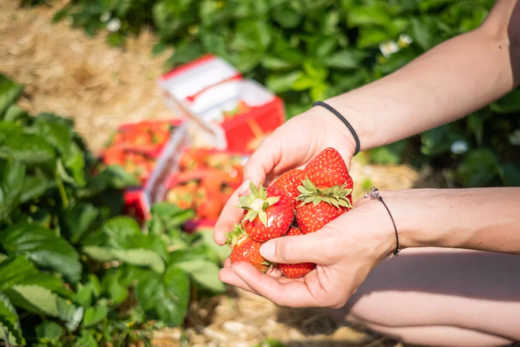 So früh wie noch nie: Heimische Erdbeeren eröffnen die Saison