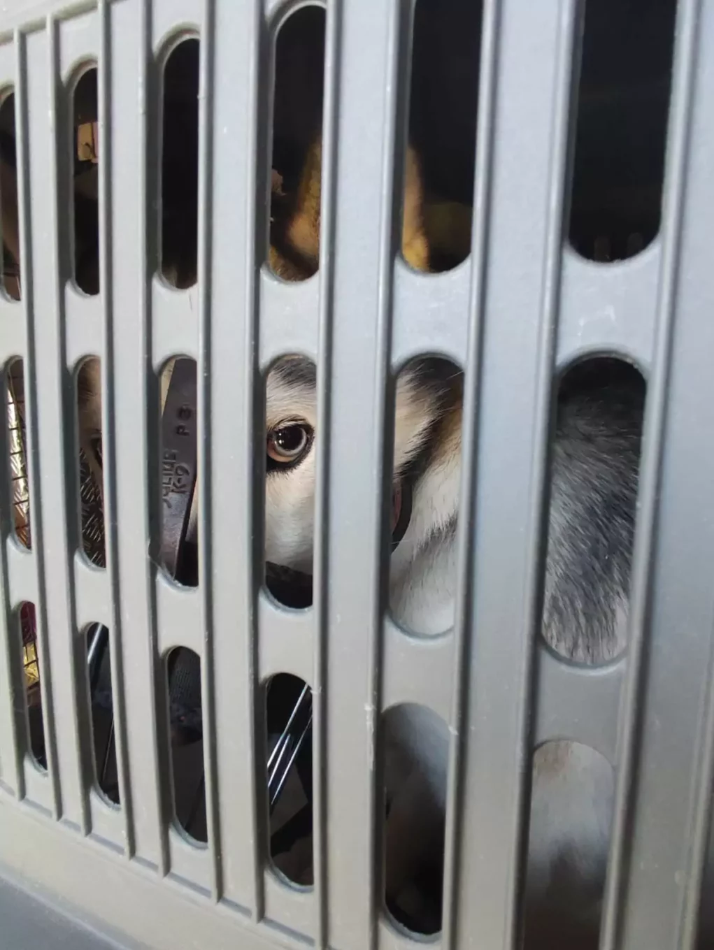 Drei Hunde in versperrten Zimmern ohne Futter tagelang zurückgelassen