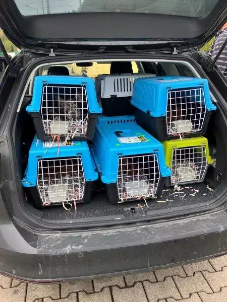 Bild auf 5min.at zeigt Transportboxen mit Hundewelpen.