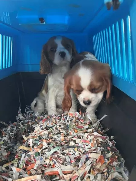 Bild auf 5min.at zeigt zwei Hundewelpen in einer Transportbox.