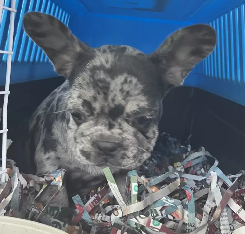 Bild auf 5min.at zeigt einen Hundewelpen in einer Transportbox.