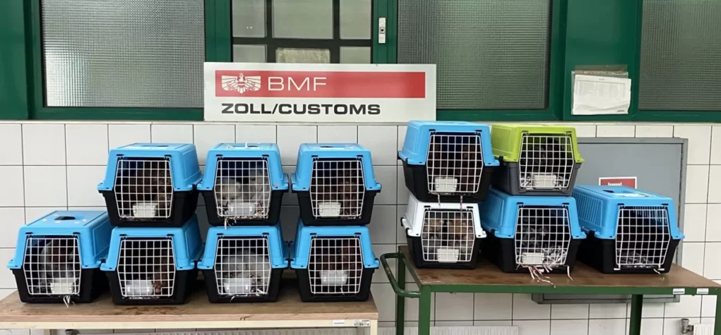 Bild auf 5min.at zeigt Transportboxen mit Hundewelpen.