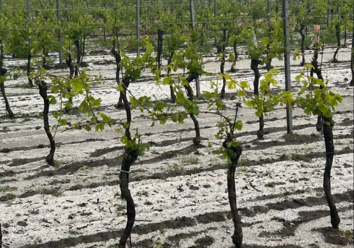 Hagel hinterlässt Spuren im Weingarten
