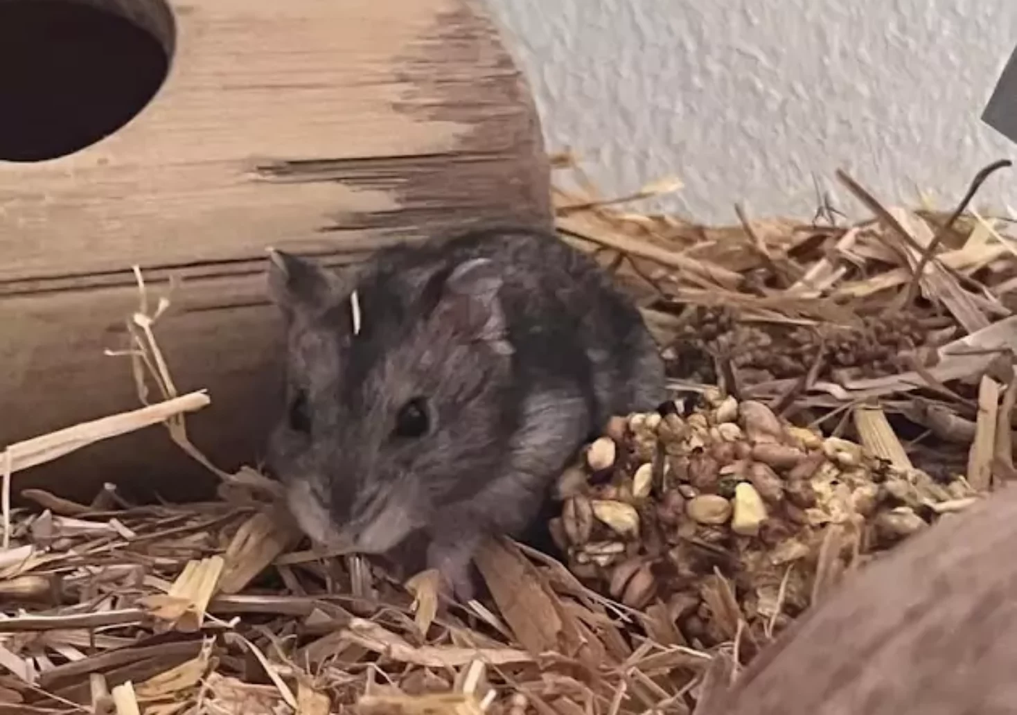 Foto in Beitrag von 5min.at: Zu sehen ist einer der Hamster, der traurigerweise verstorben ist.