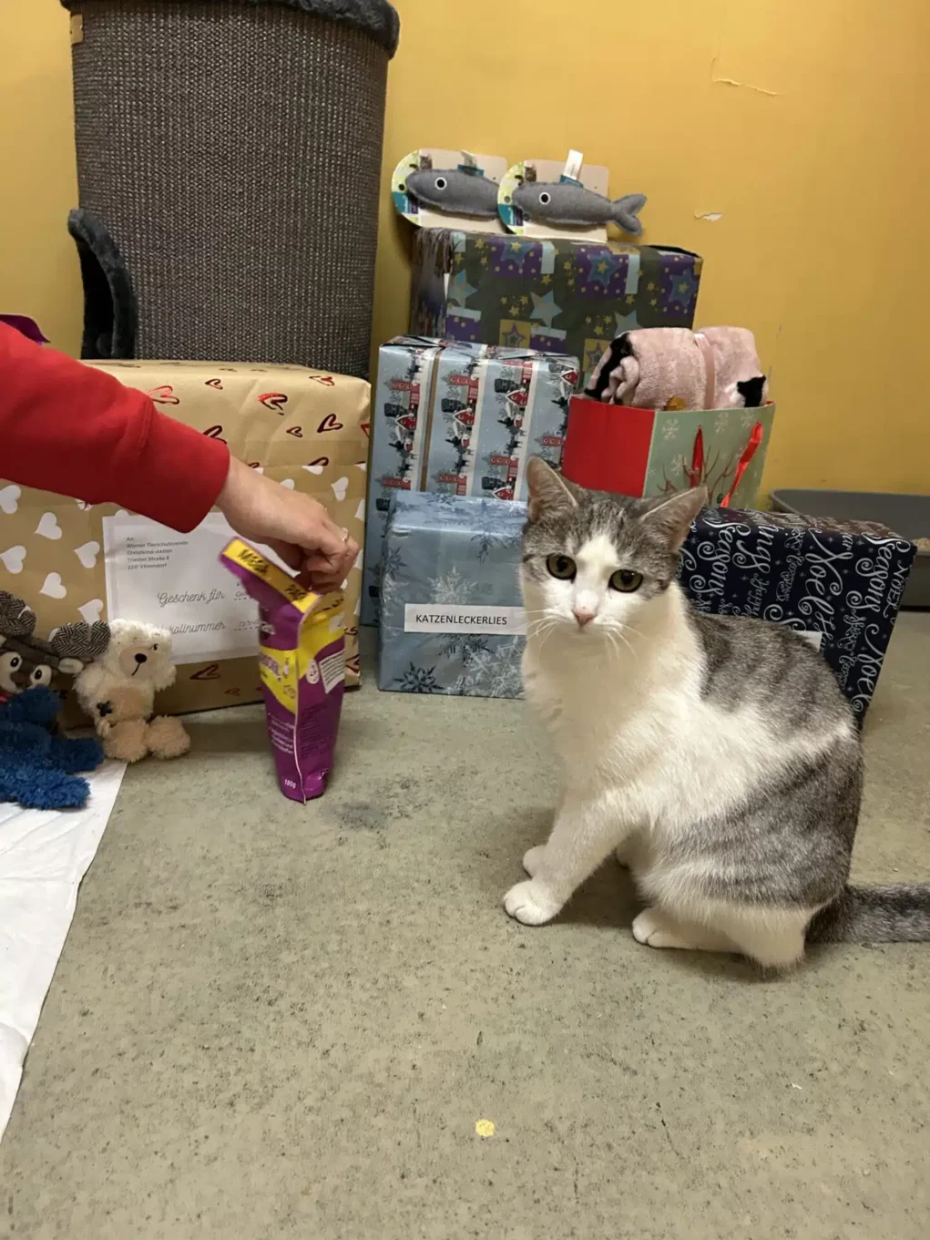 Das Bild auf 5min.at zeigt Katzen mit Geschenke.