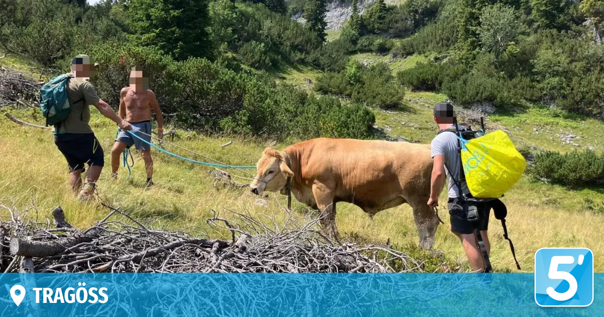 Kraftakt auf der Alm: 500-Kilo-Ochse aus Doline gerettet